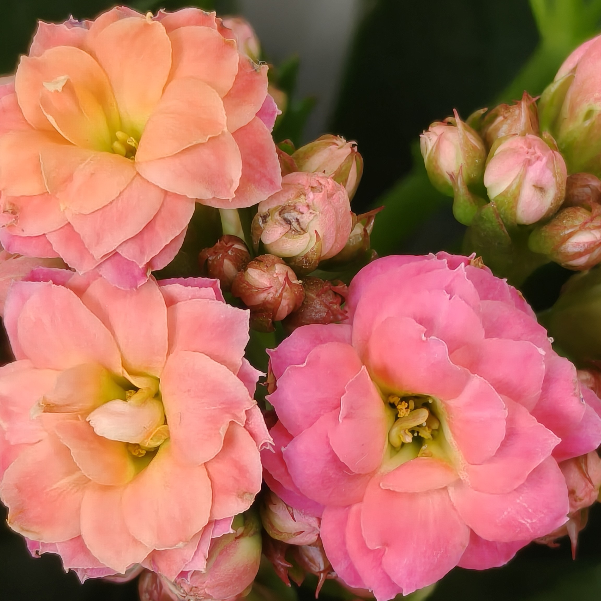 （110盆彩霞）一代重瓣长寿花 室内懒人花卉 基地直发