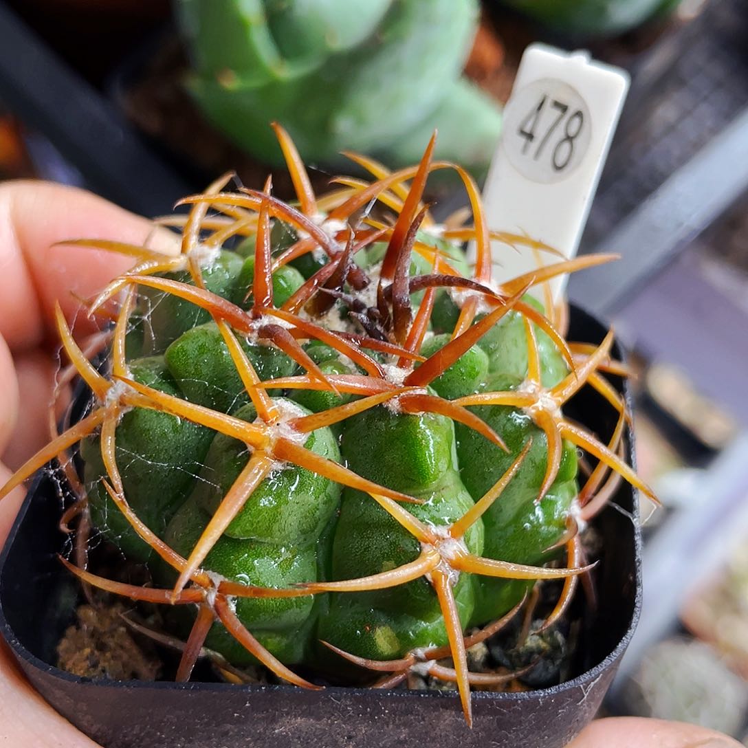 非偏远地区满25包邮仙人球