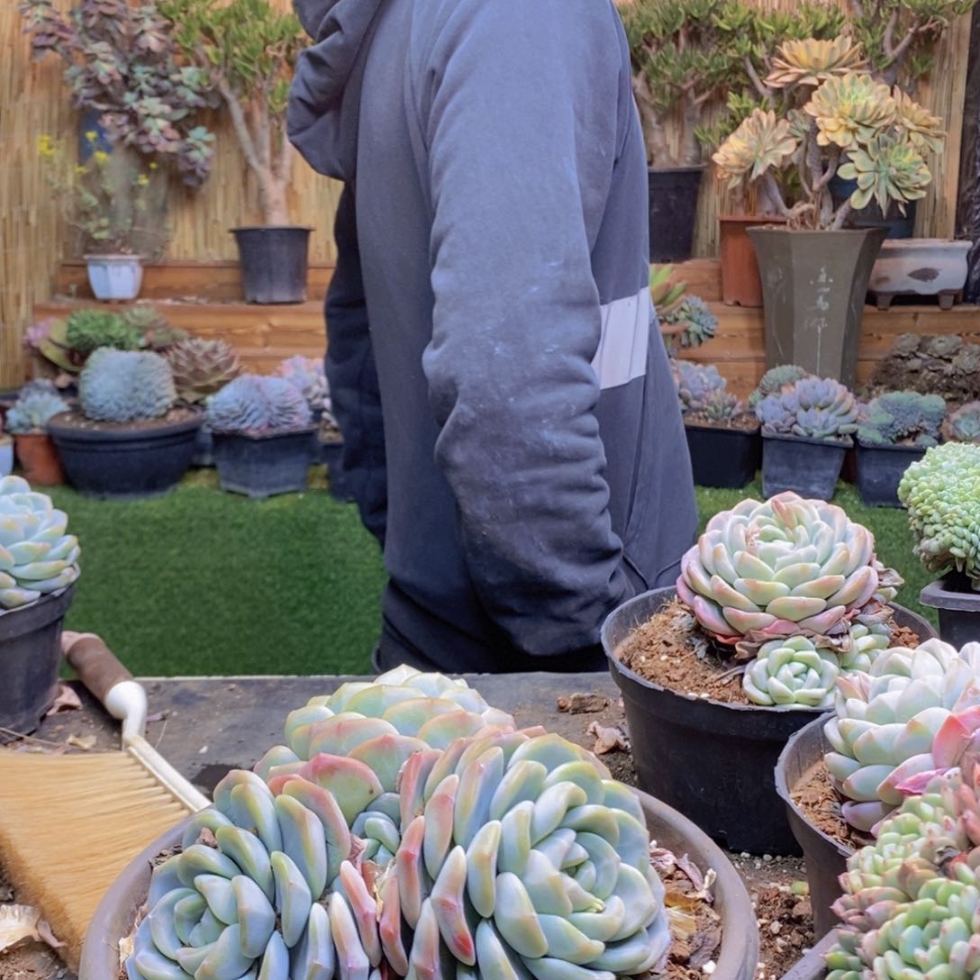 ?****C144号冰玉群生