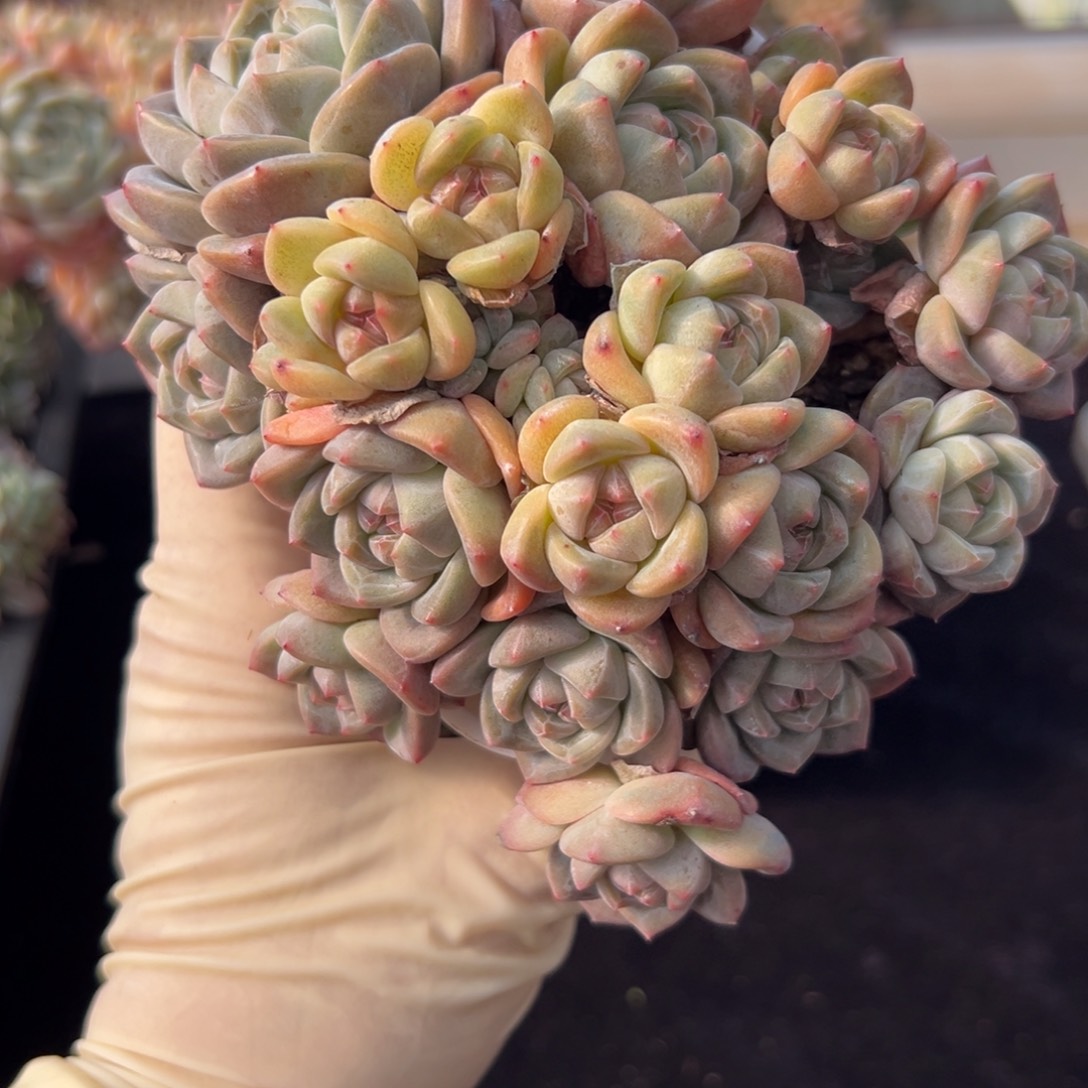 夯***夯新年快乐 新年快乐 