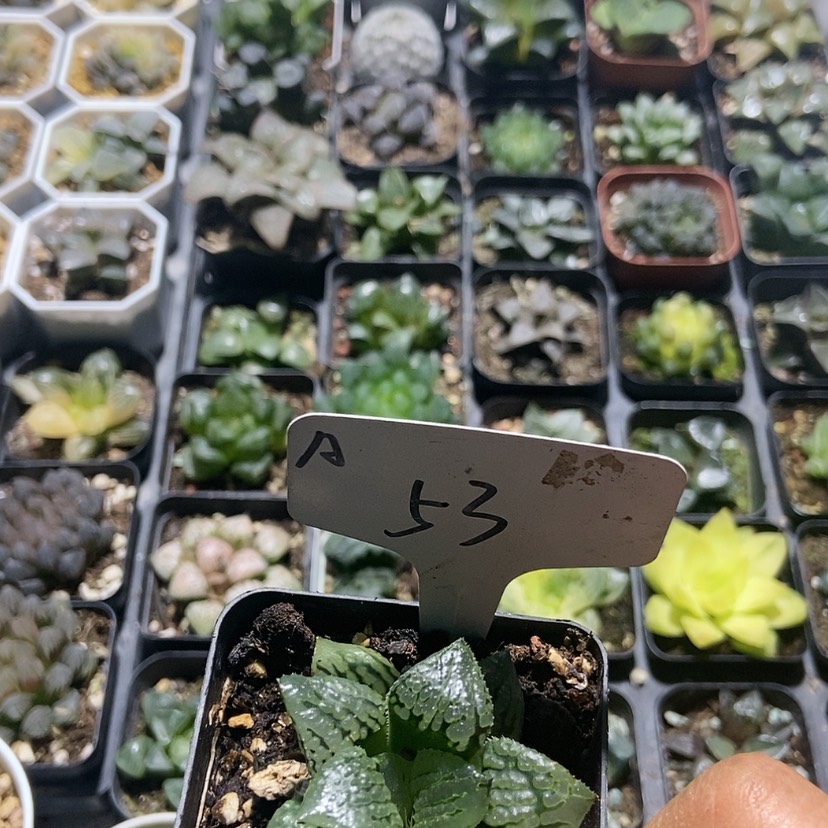 【闪购商品】53马丽丽