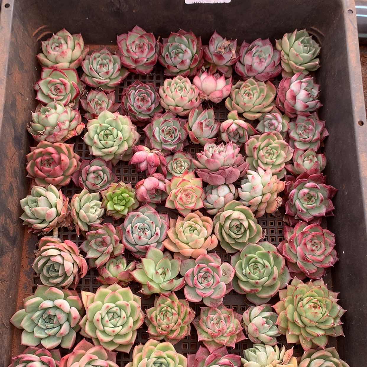 【闪购商品】云1097号