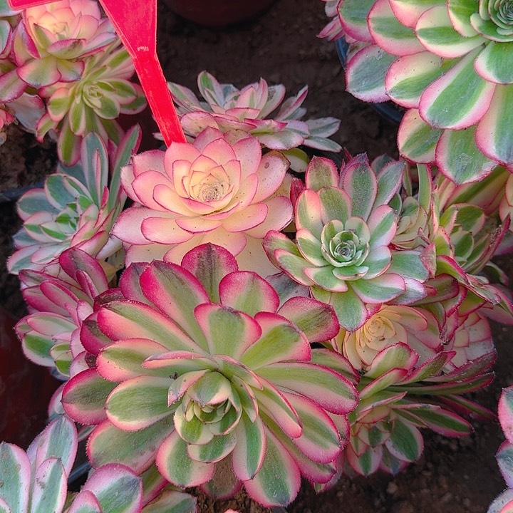 5-125倾城多肉法师