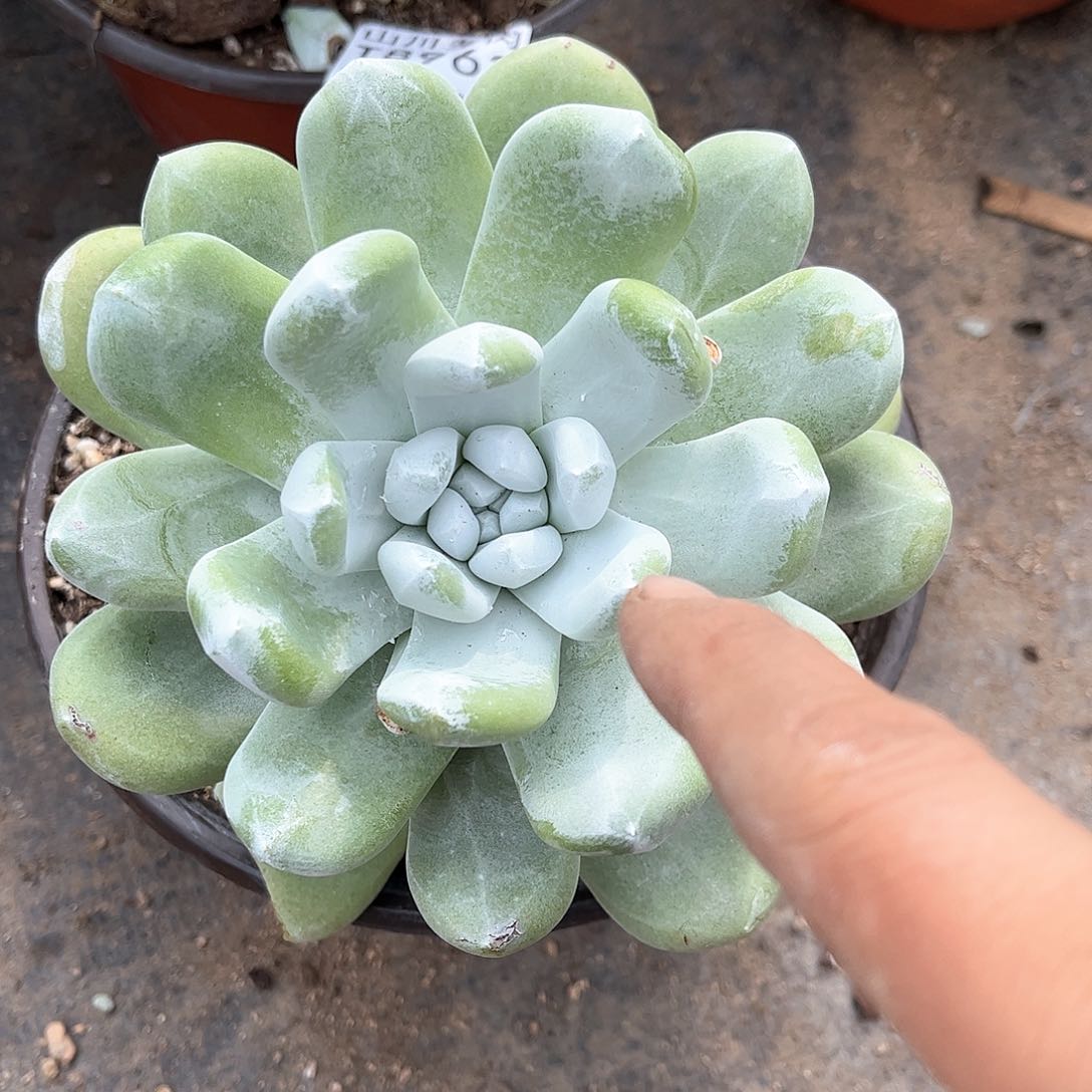 8966拇指仙女杯多肉