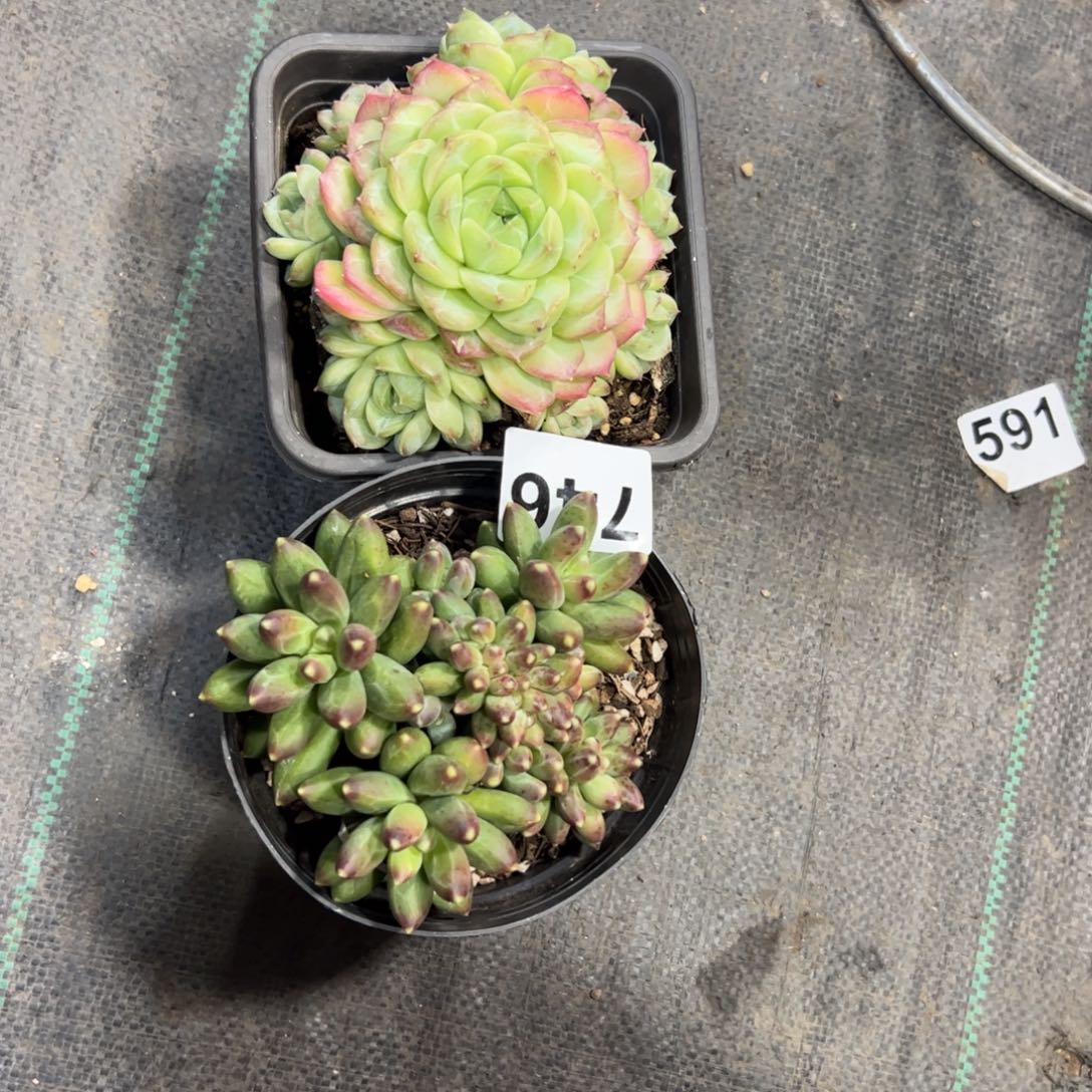 心***青746 满38包邮一物一拍