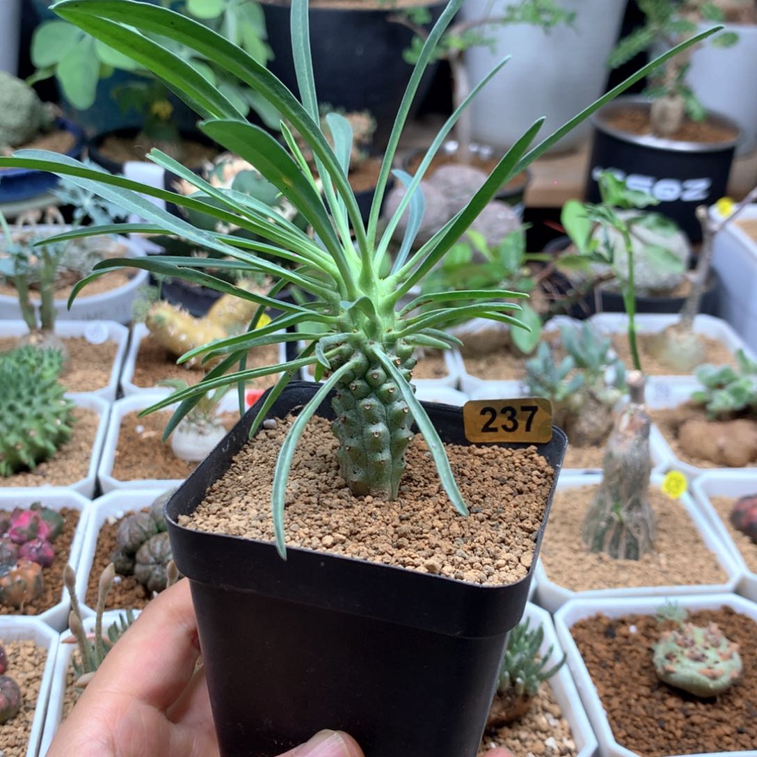 东台大戟侧芽带盆237