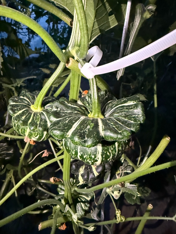 稀有小众葫芦墨西哥葫芦文玩葫芦