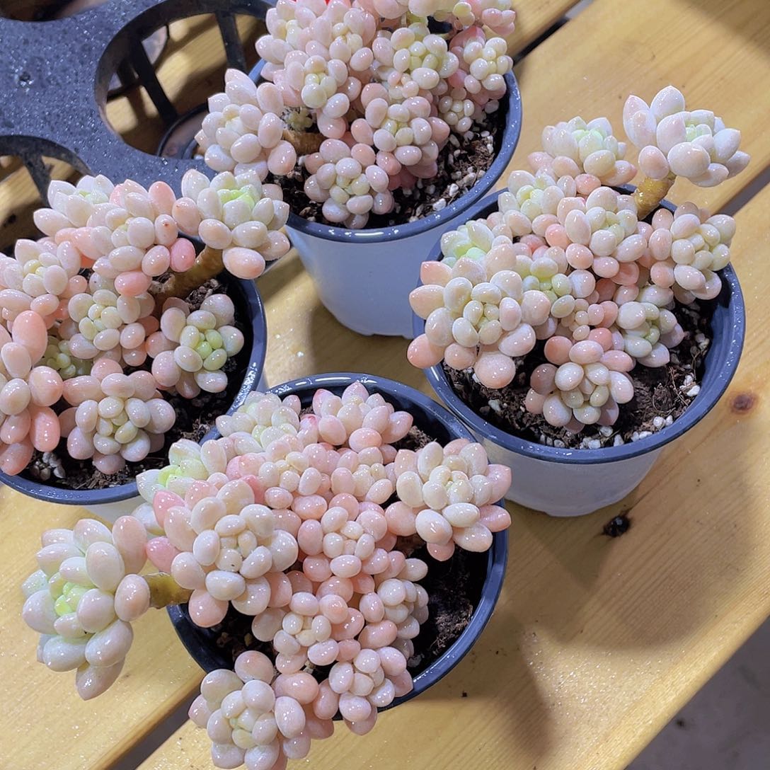 1162号 精品飘枝洛可可一颗