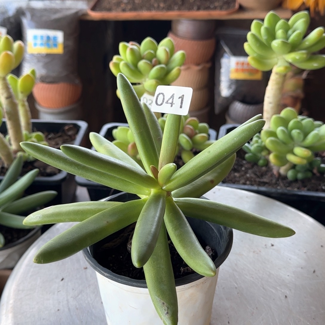 041号 一物一拍 椰子树