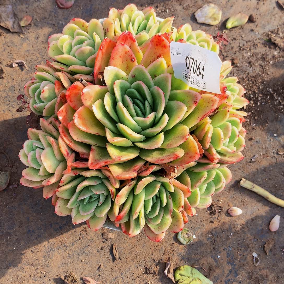 旧***梦冰玫瑰07064多肉多肉