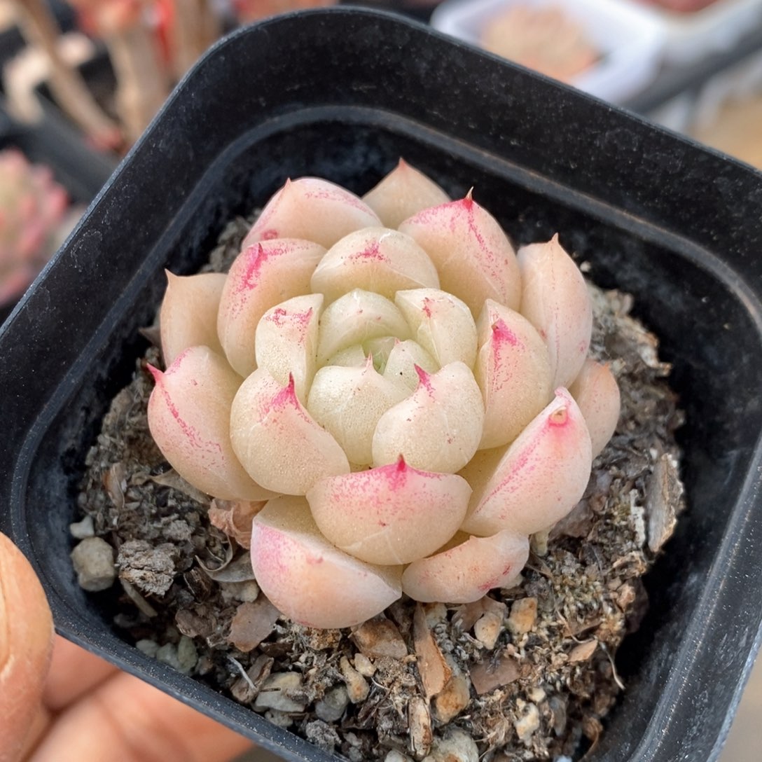 精品多肉一物一拍不包整143