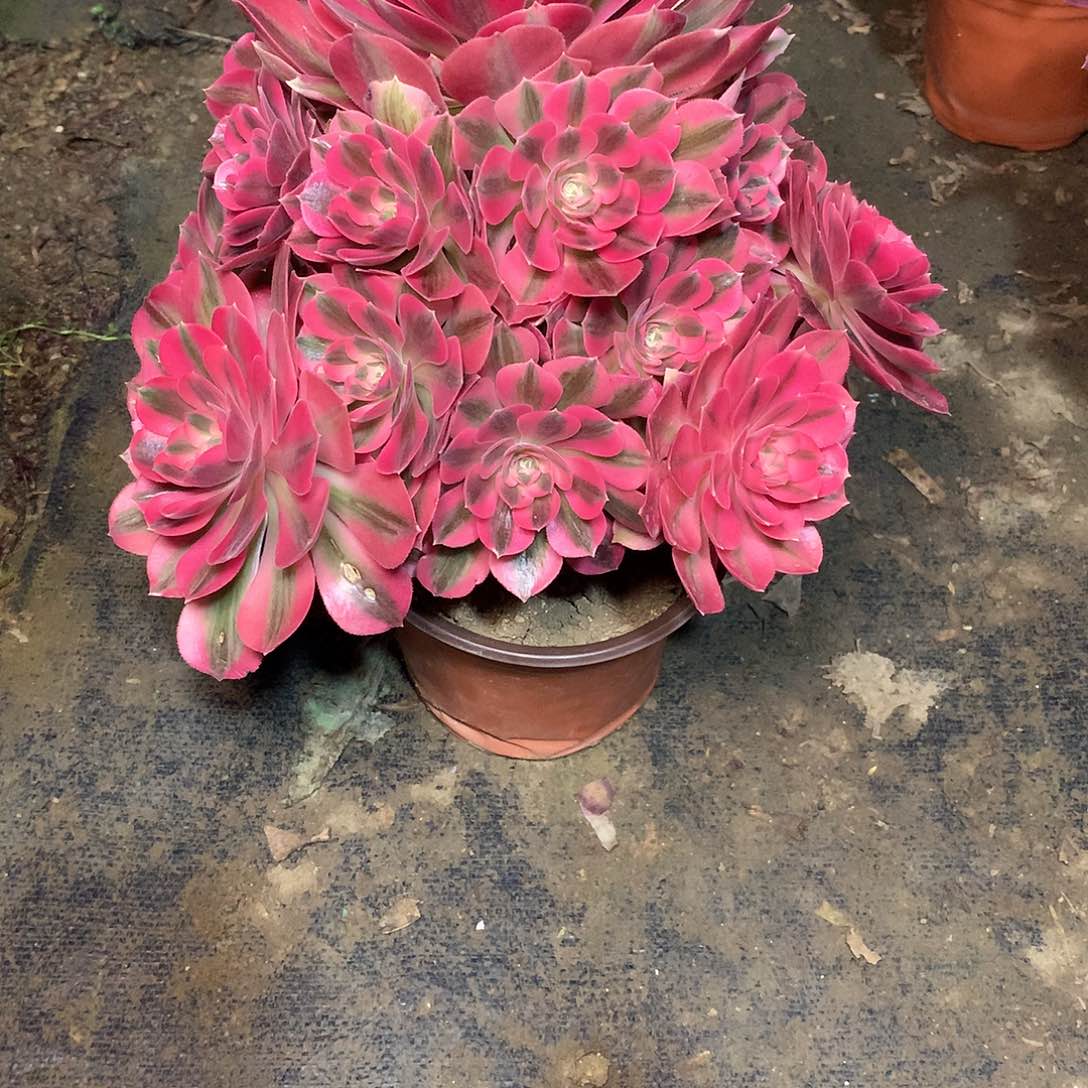 多肉多肉多肉多肉97