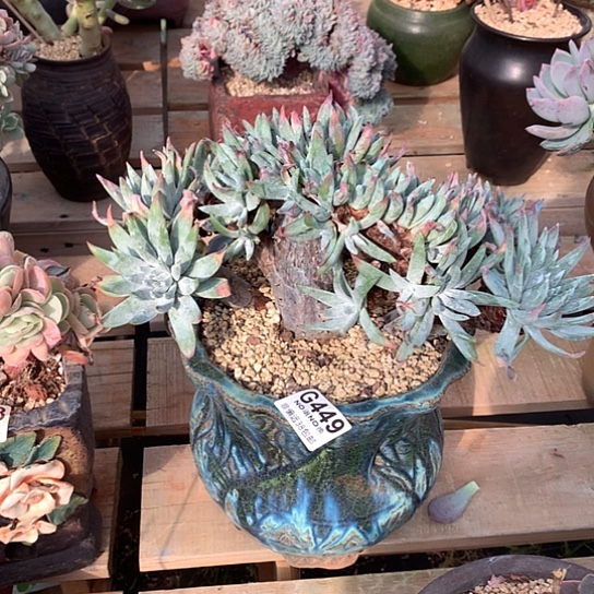 云***羽仙女缀化449 带盆全场默认微瑕7-8天发货