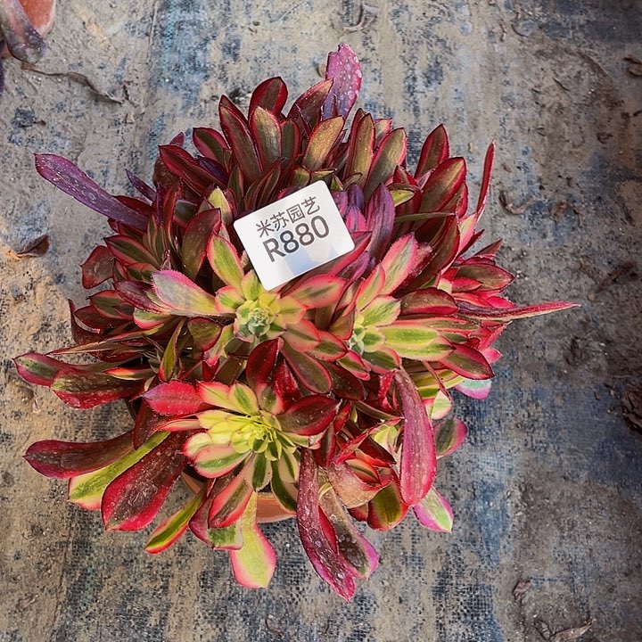 880多肉植物的生长