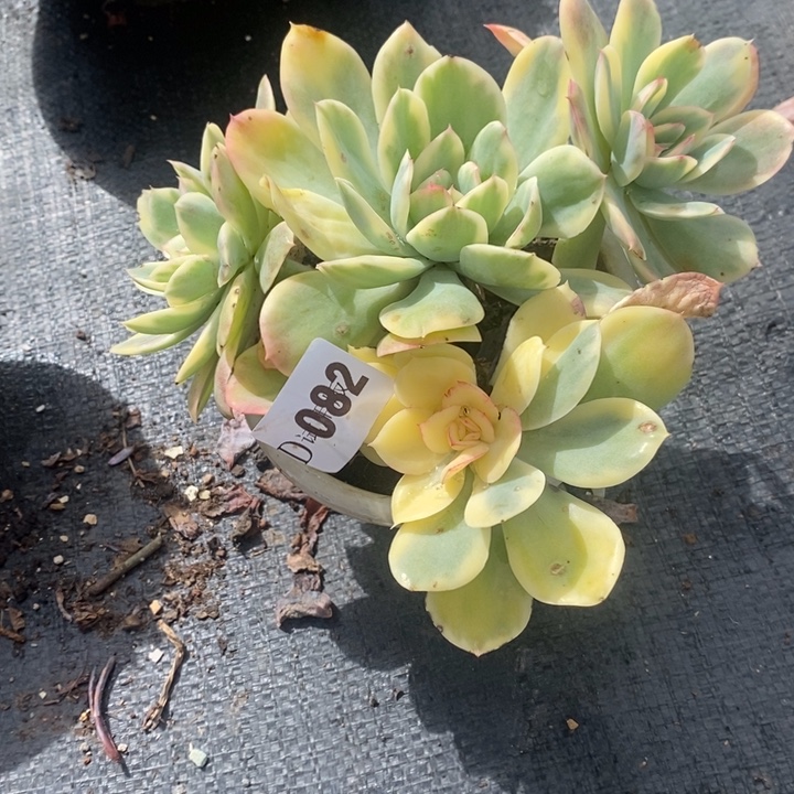 余***i082绮罗锦多肉植物