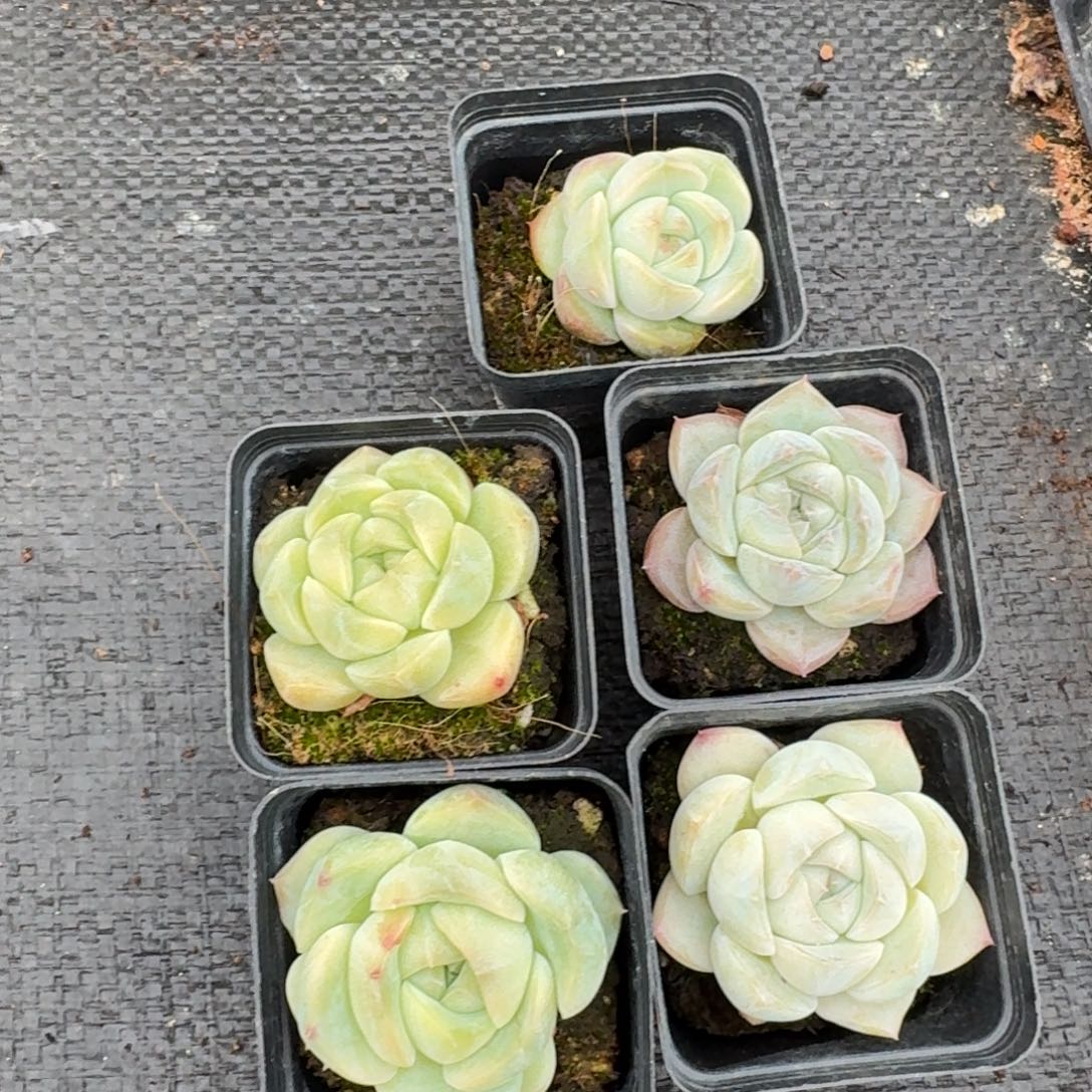 25-11多肉杂交珍妮五颗量拍