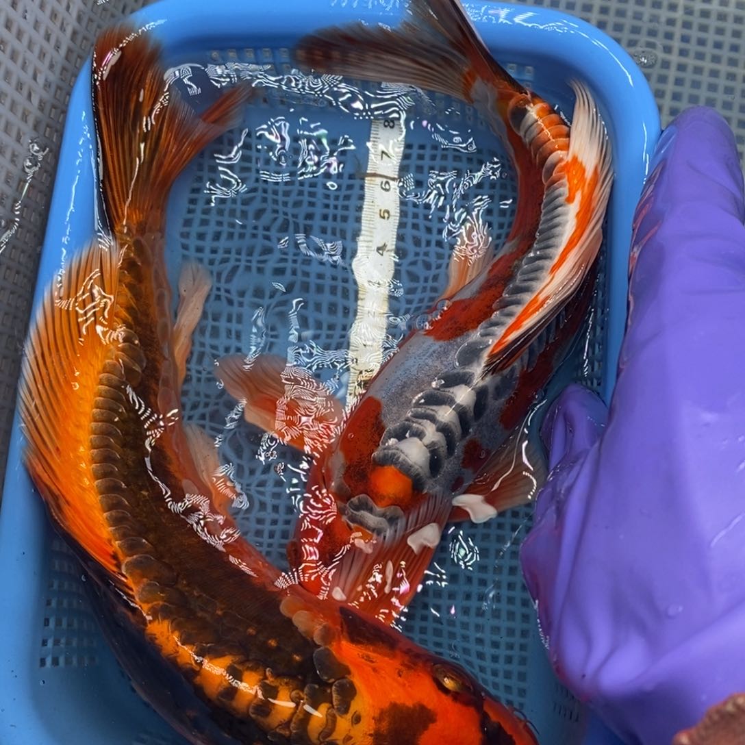 锦鲤冷水锦鲤包邮