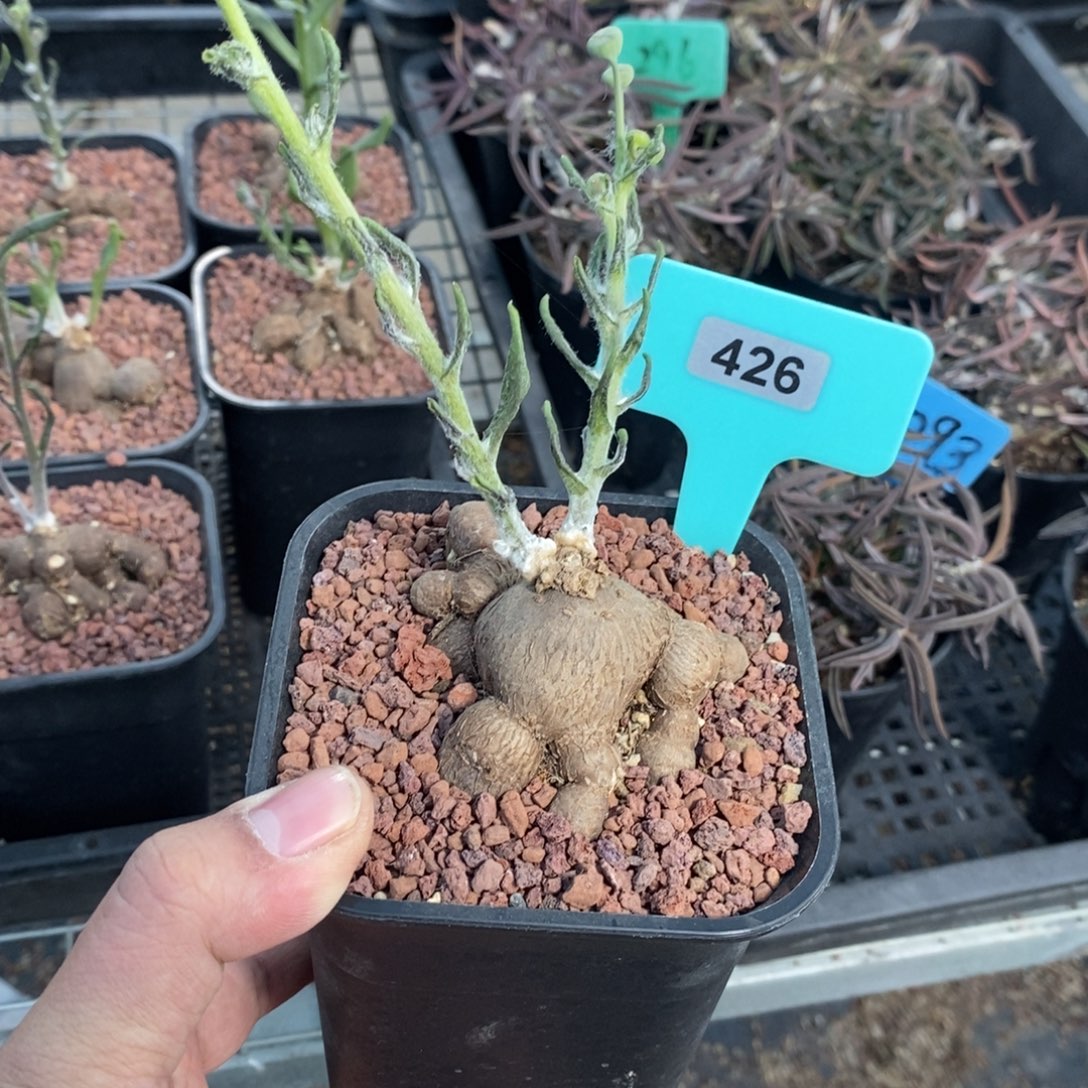 海星厚炖菊一个多肉