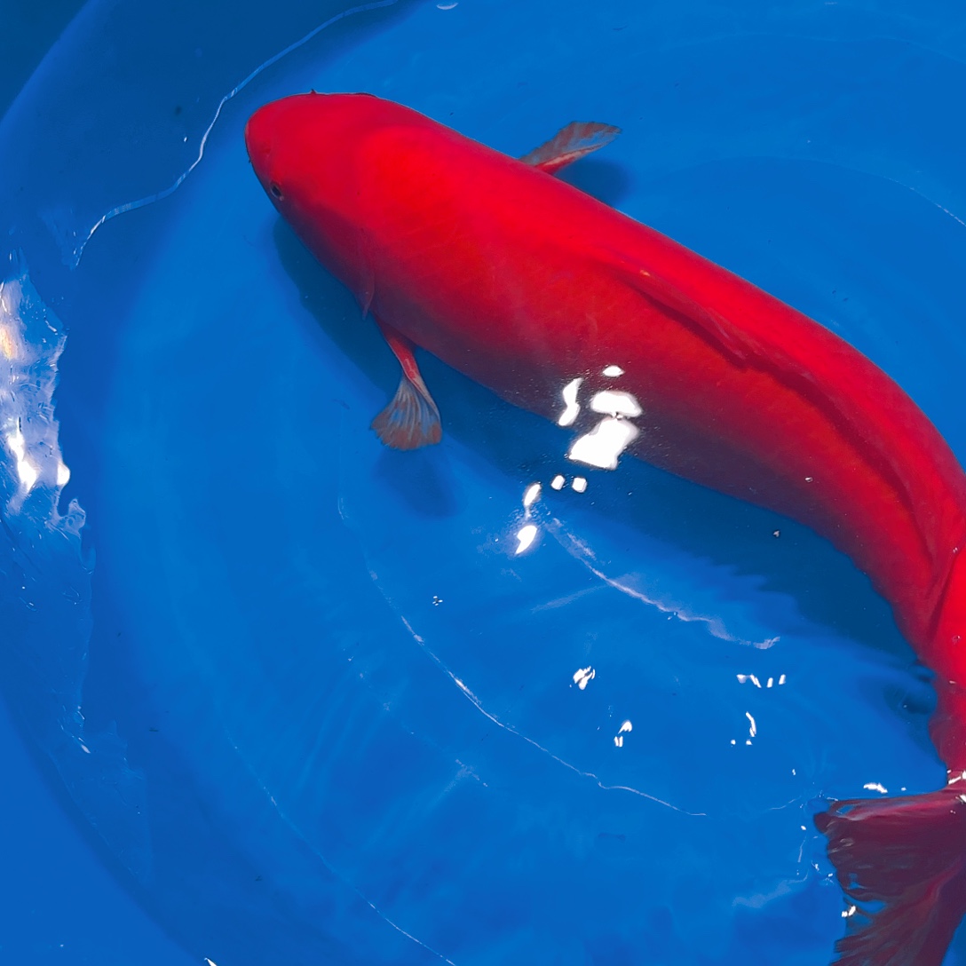 锦鲤火鲤一条一条