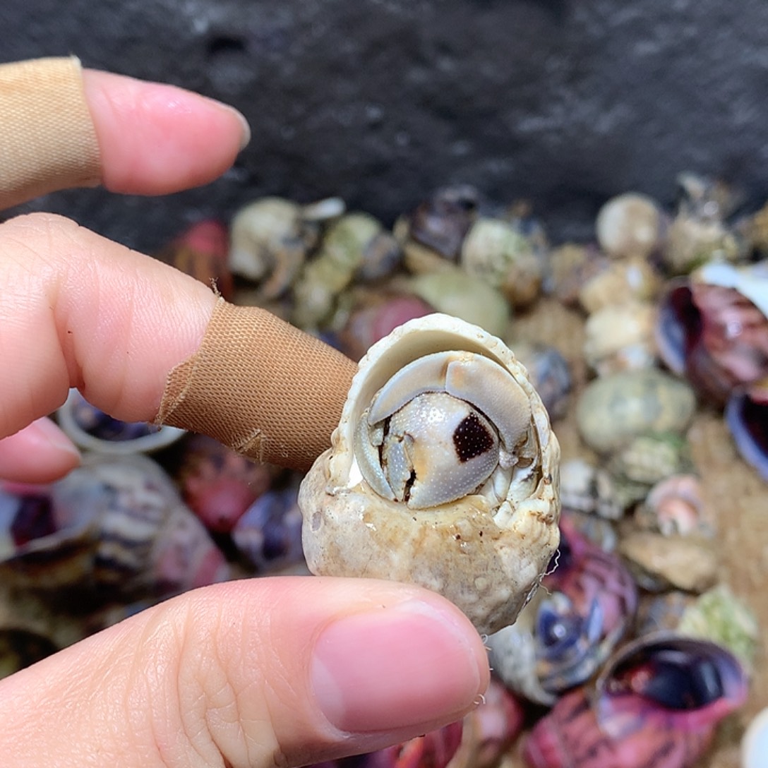 抽奖随单奔跑的寄居蟹