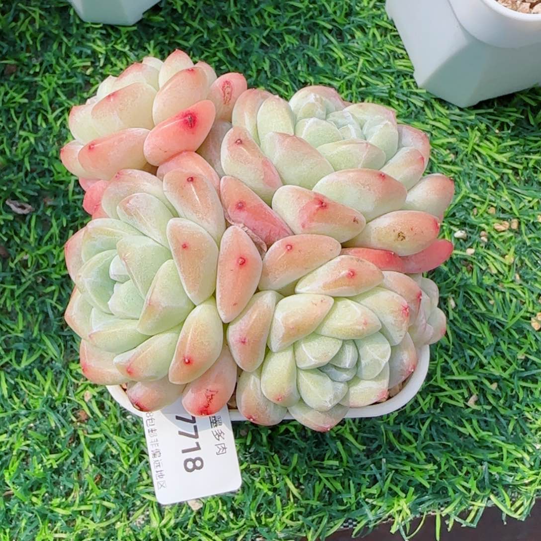 冰玉无砍，7718多肉植物