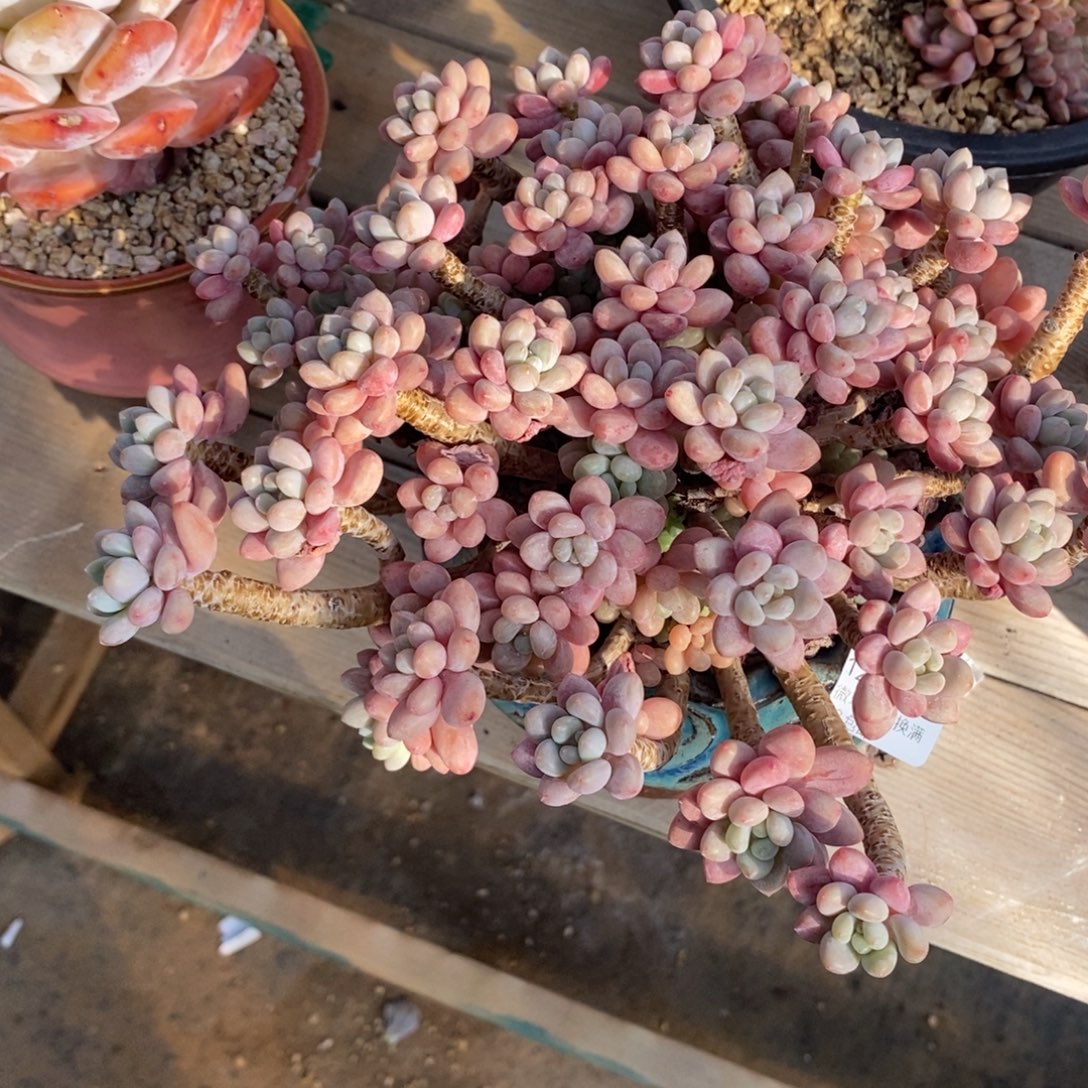 木***猫26号多肉大群漂亮的