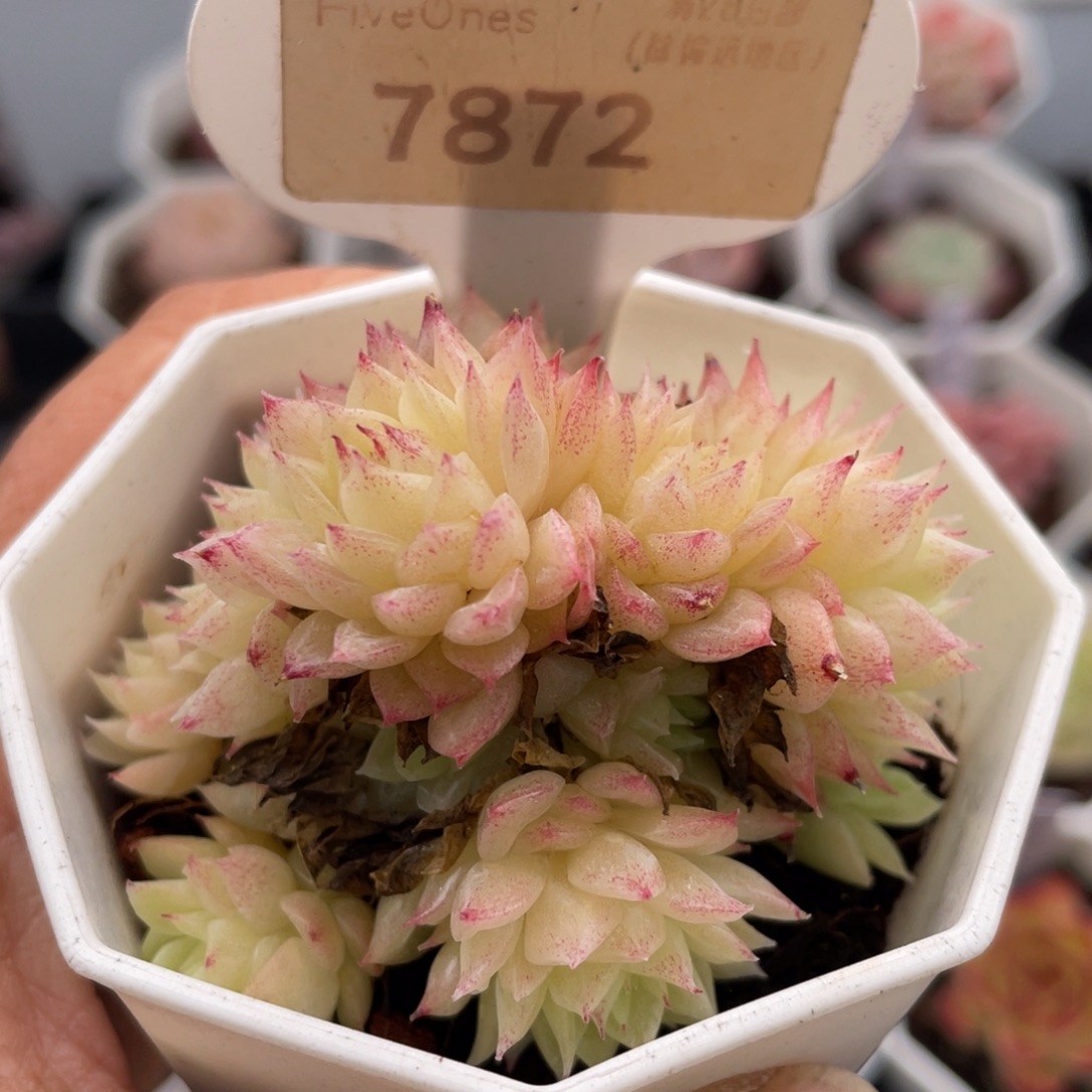 麦秆18.8-6.0厘米