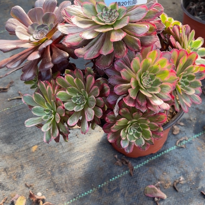 瑞妈，。。？@××××244凌波仙子