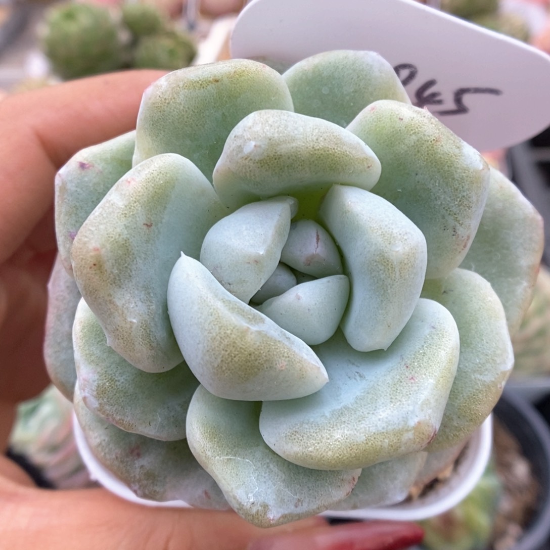 冰玉石化可拍4845号