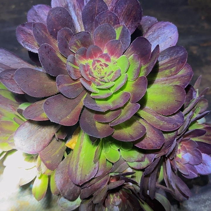 花月夜捧花亏本福利