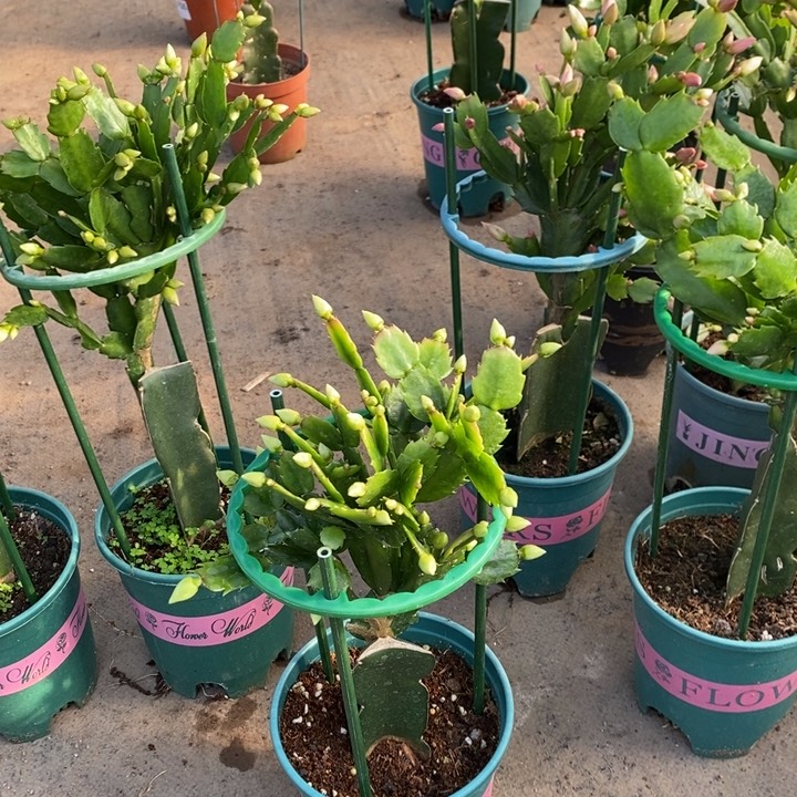 当前无花栽培后可以开花亦*805嫁接白重