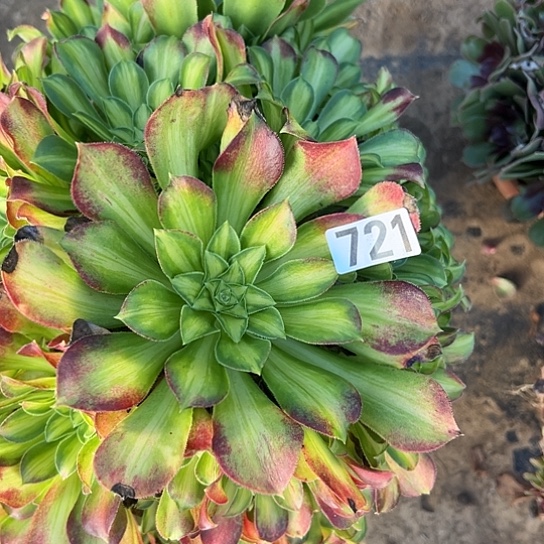 花***卉多肉植物一个少华721
