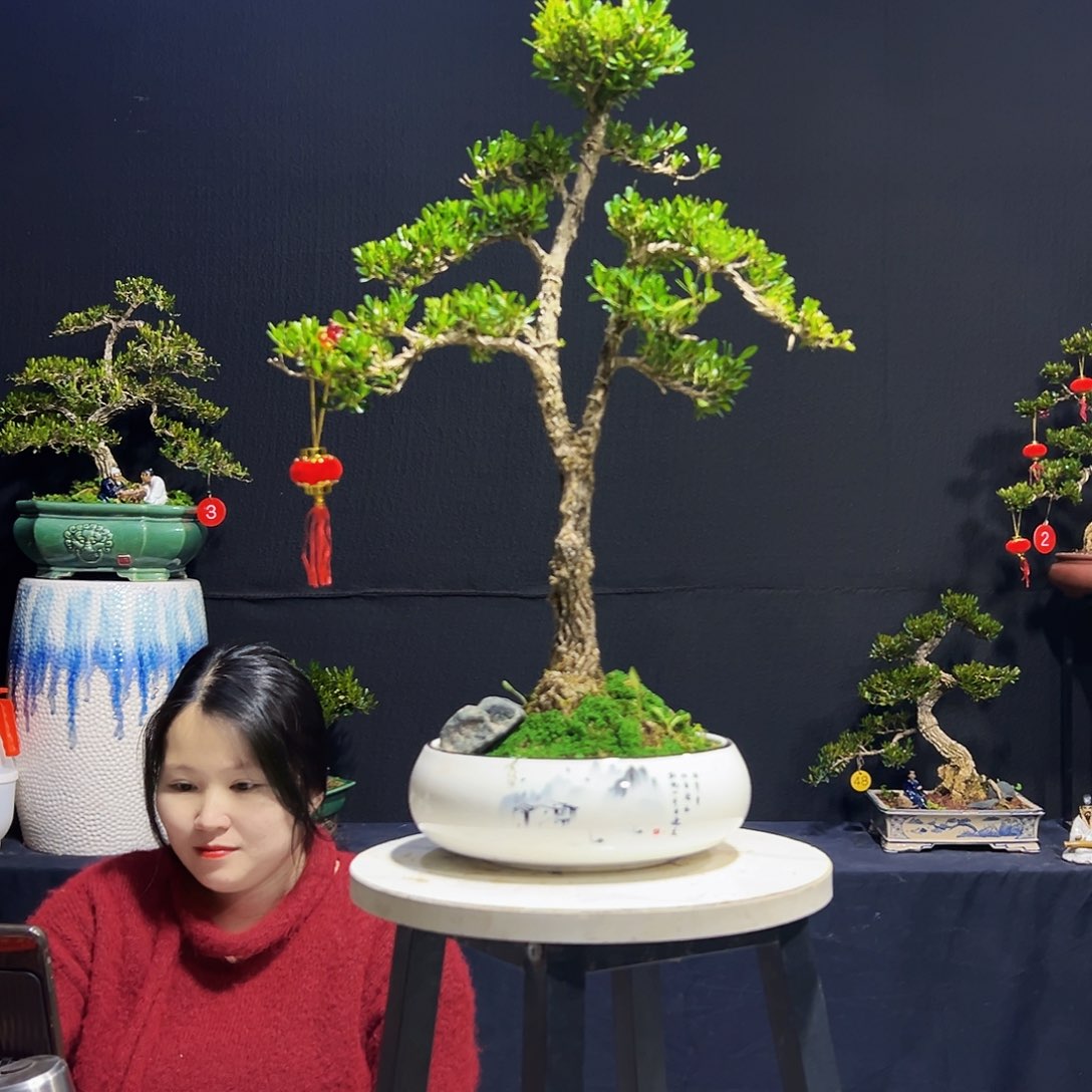 绿植皱皮黄杨木 