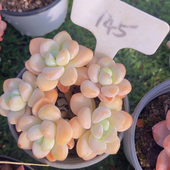 健健康康平平安安