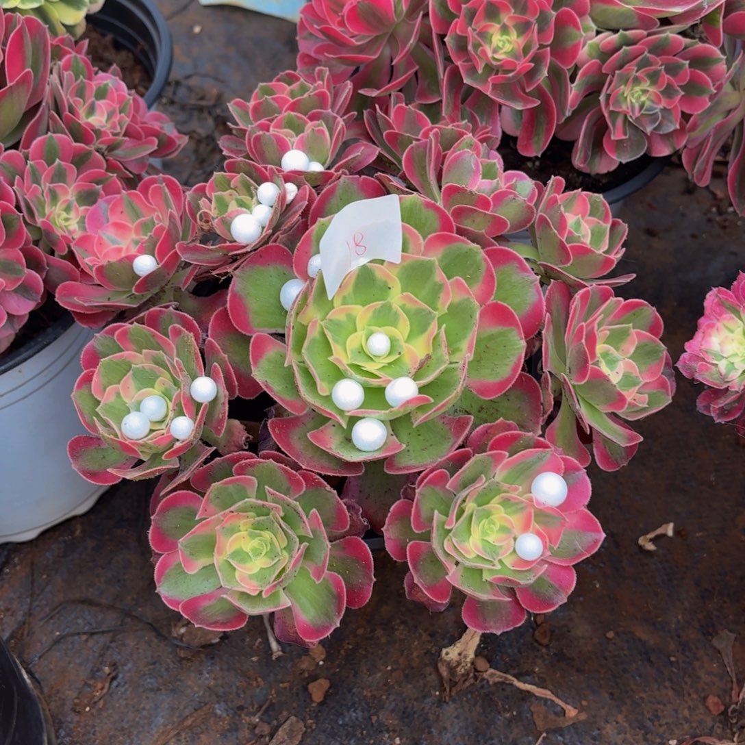 云南七彩石好看18号