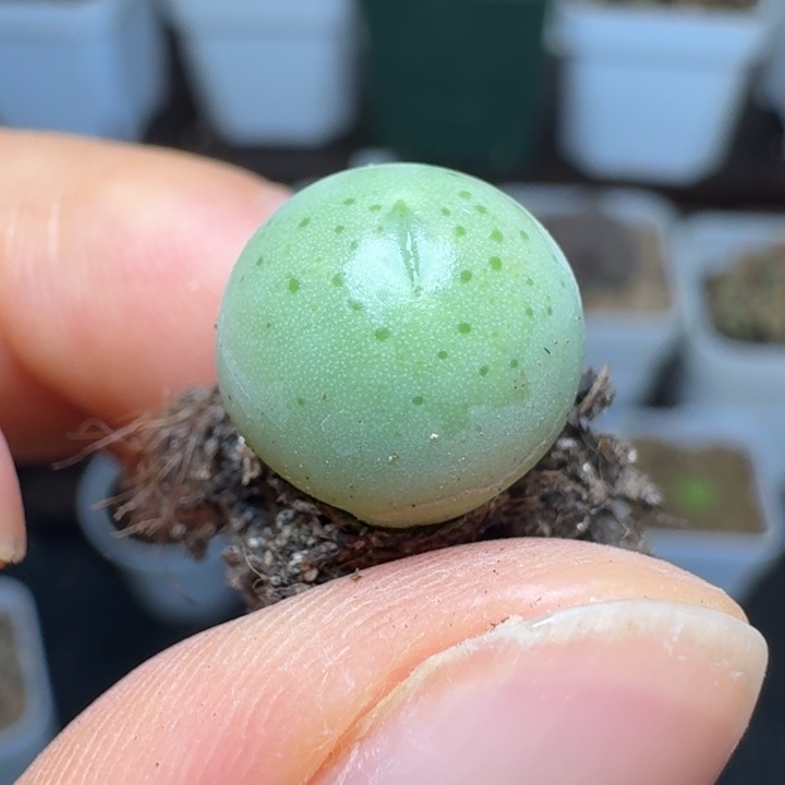 2359点赞福利58888885