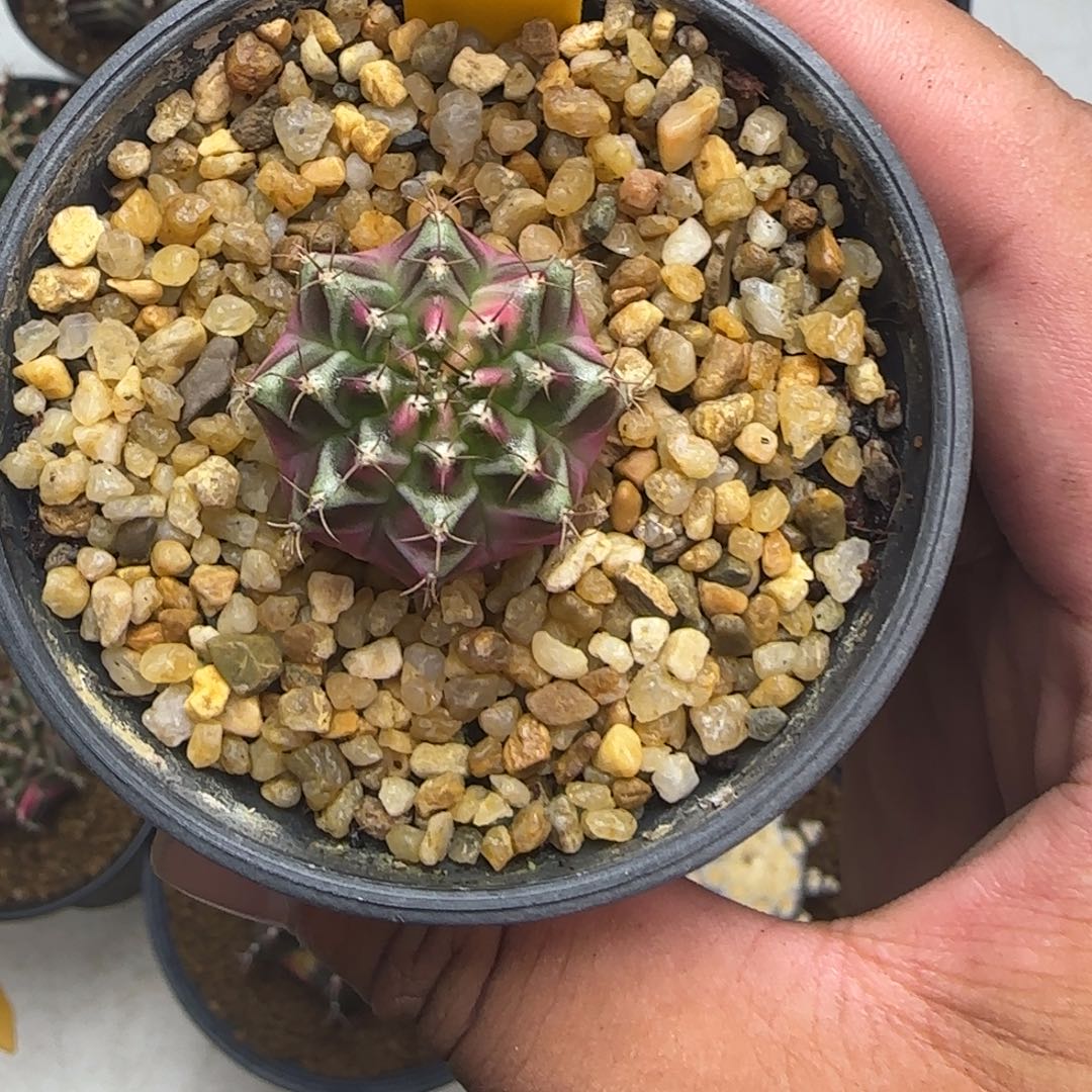 212-1229泰国发货多肉