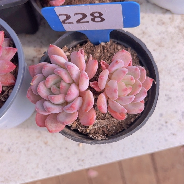 健健康康平平安安