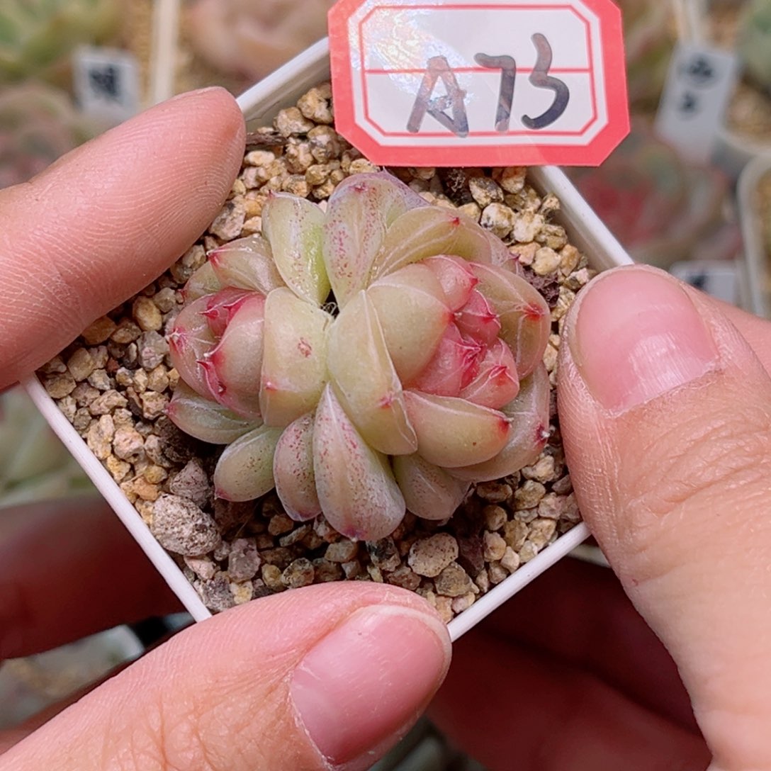 A73一物一拍 怀夕