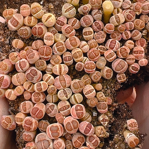 20368团团圆圆呀