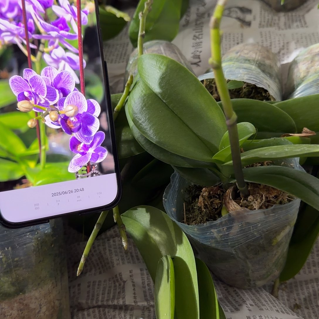 无花朵2.8双梗欧洲小蓝