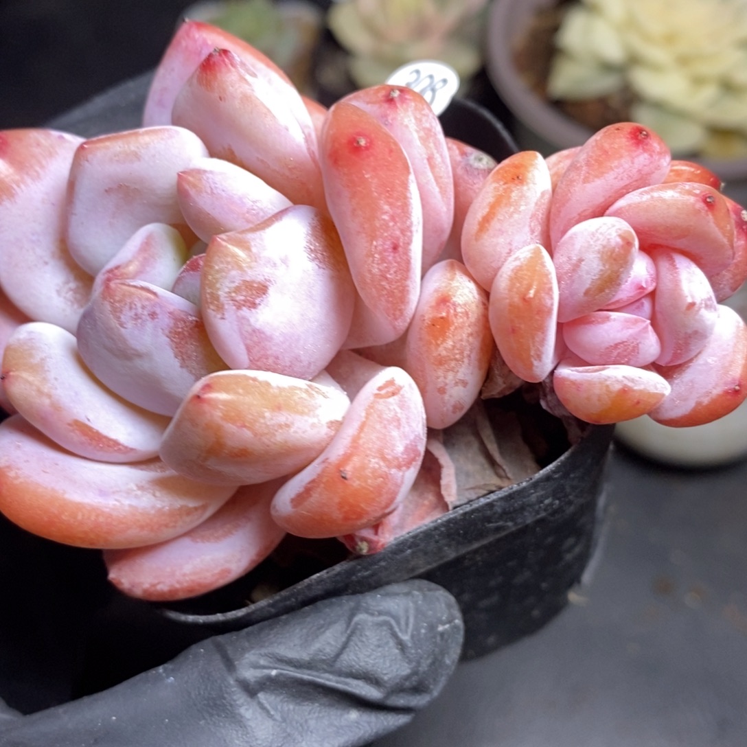 精品多肉小冠服308