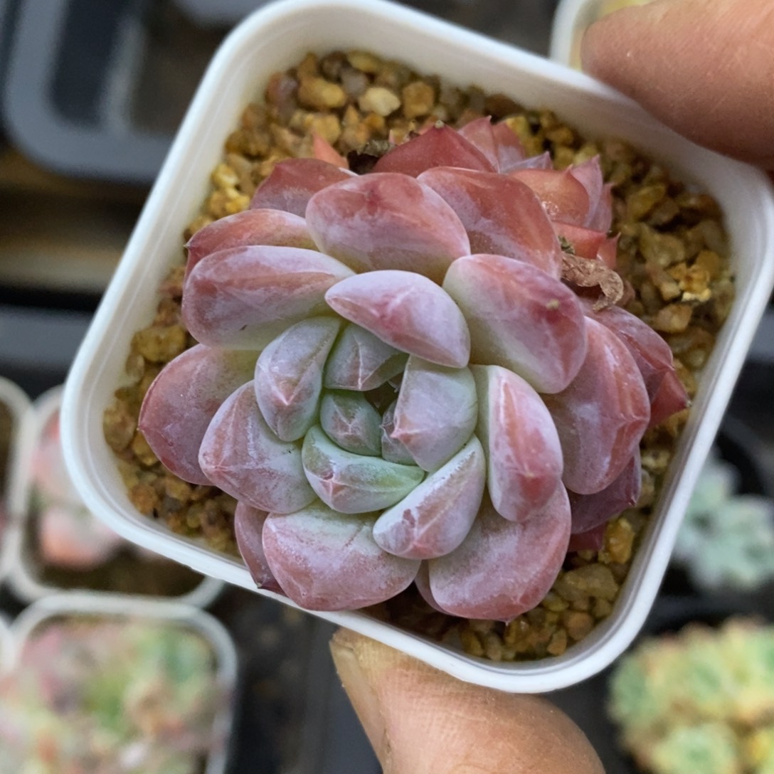 精品多肉一物拍不包整125