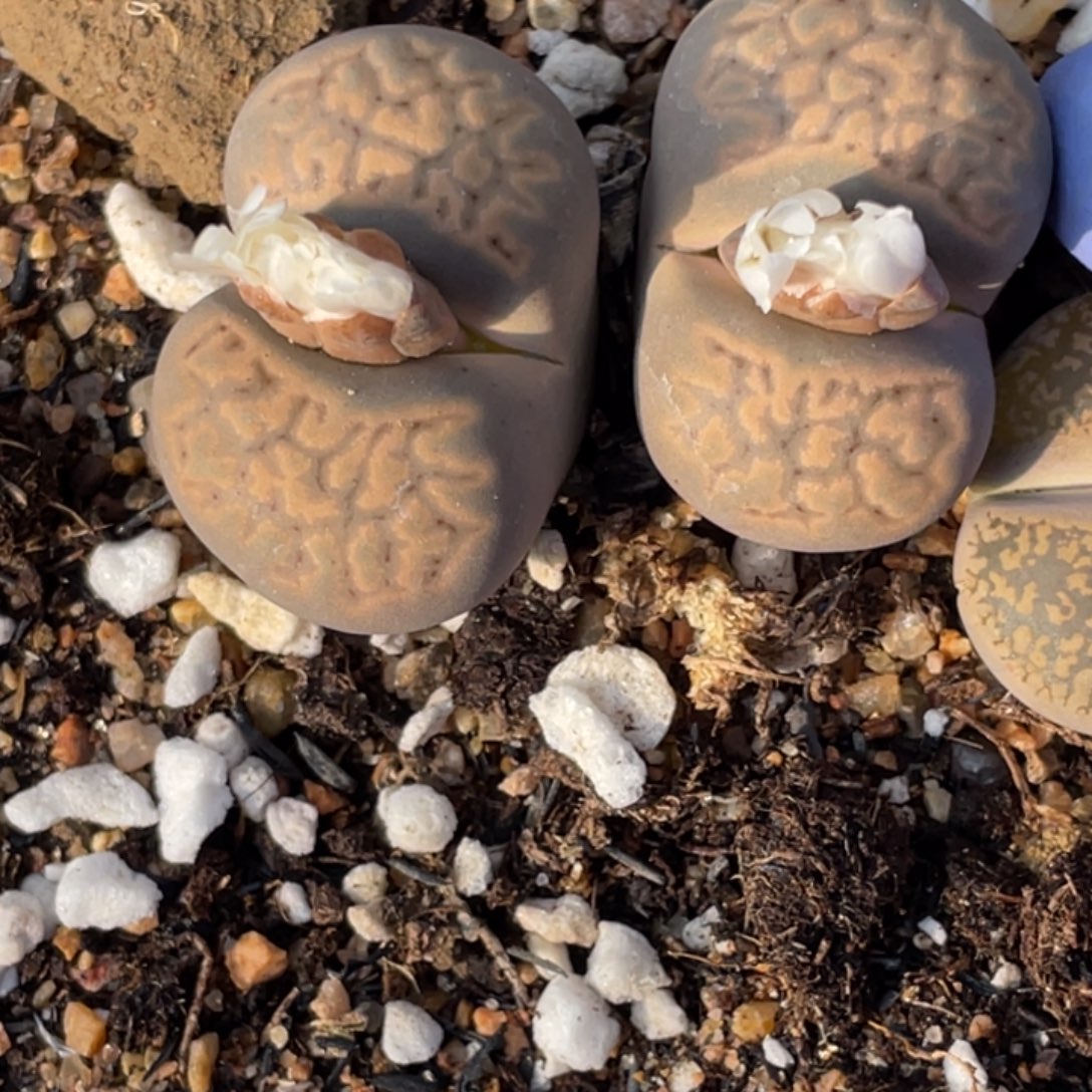 非偏远满20包邮512