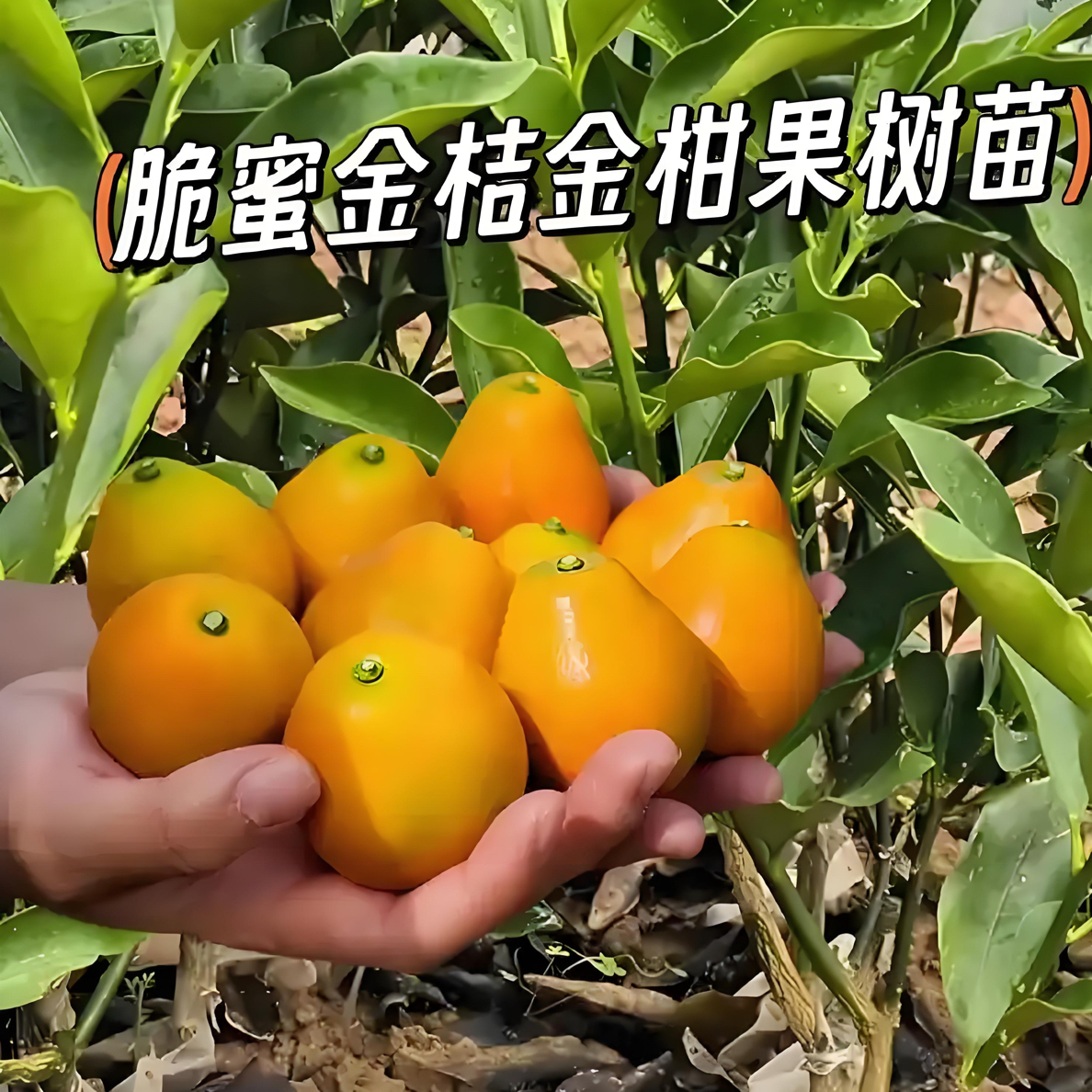 纯甜脆蜜带果带金橘盆栽短剧悔不当初大结局