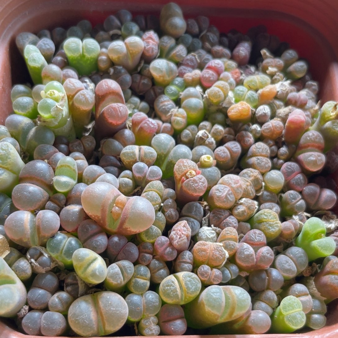 五彩风铃一物一拍～7