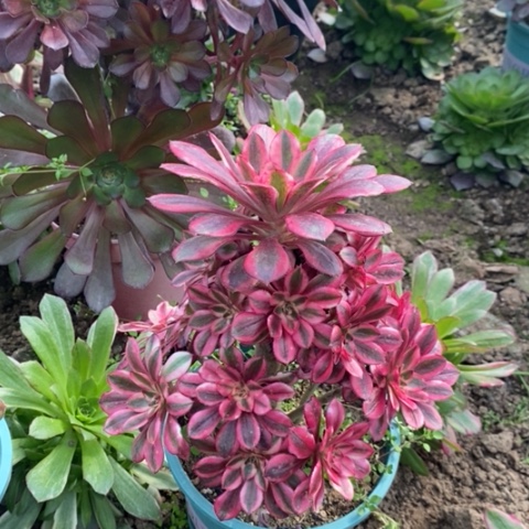 香奈儿多肉植物098