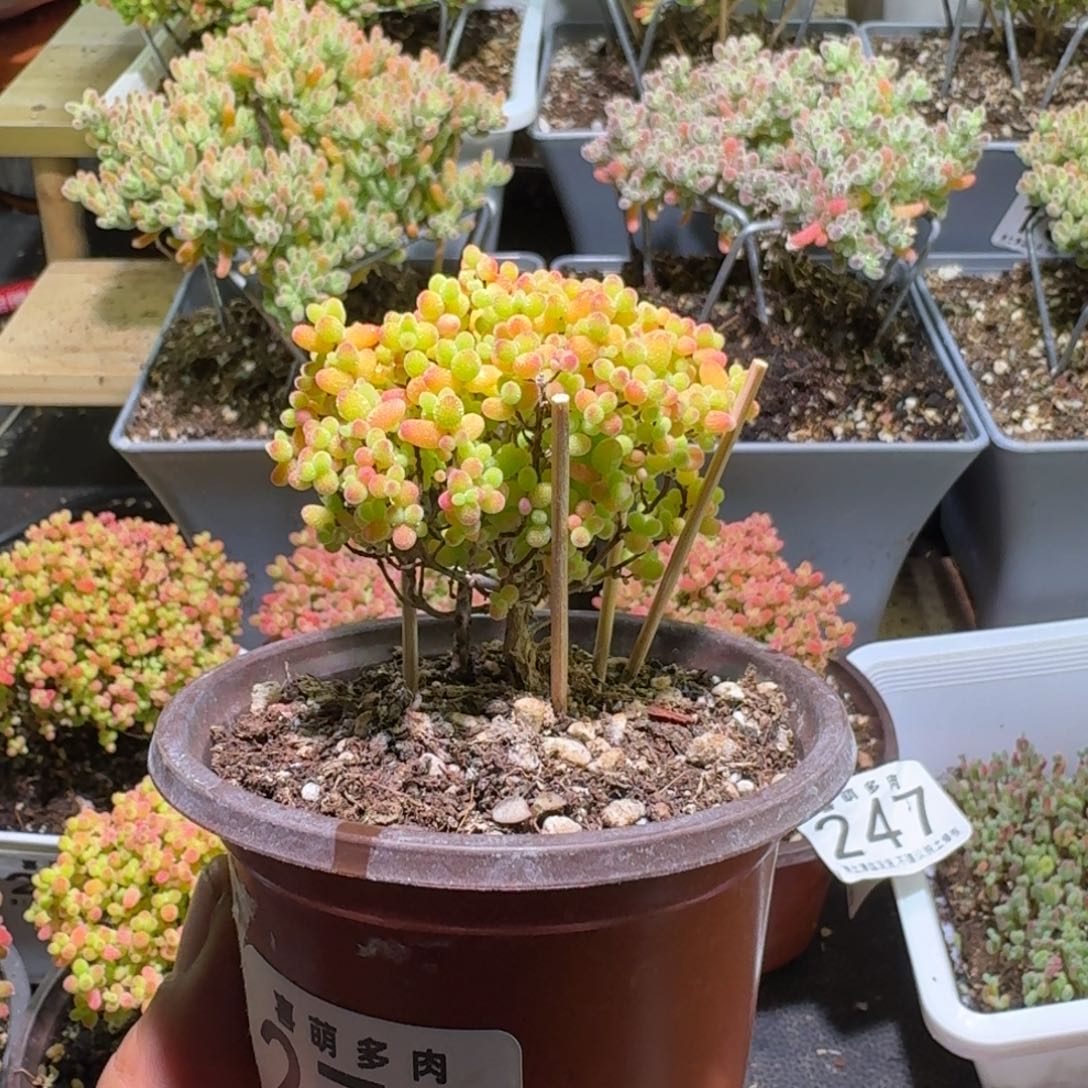 *****枝干番杏蜜橘糖球271