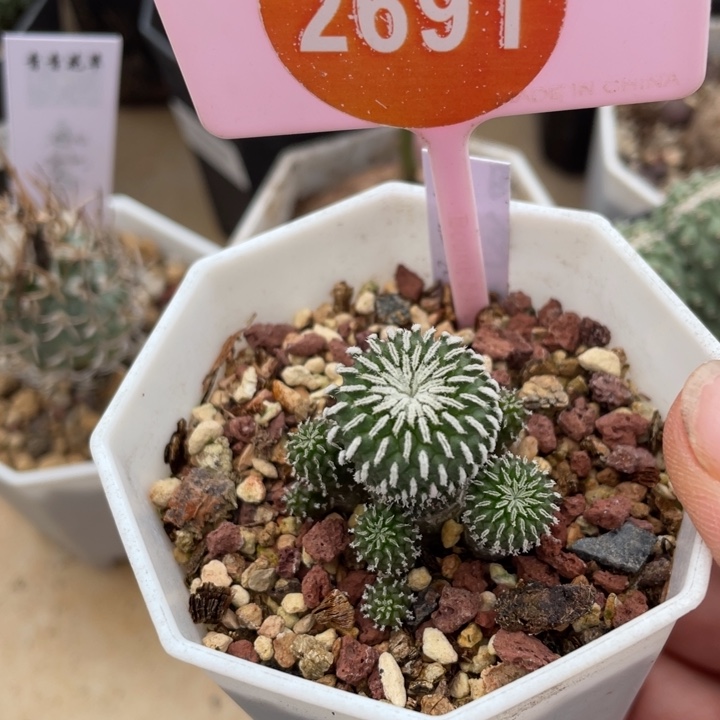 实生精巧殿刺缀群2691