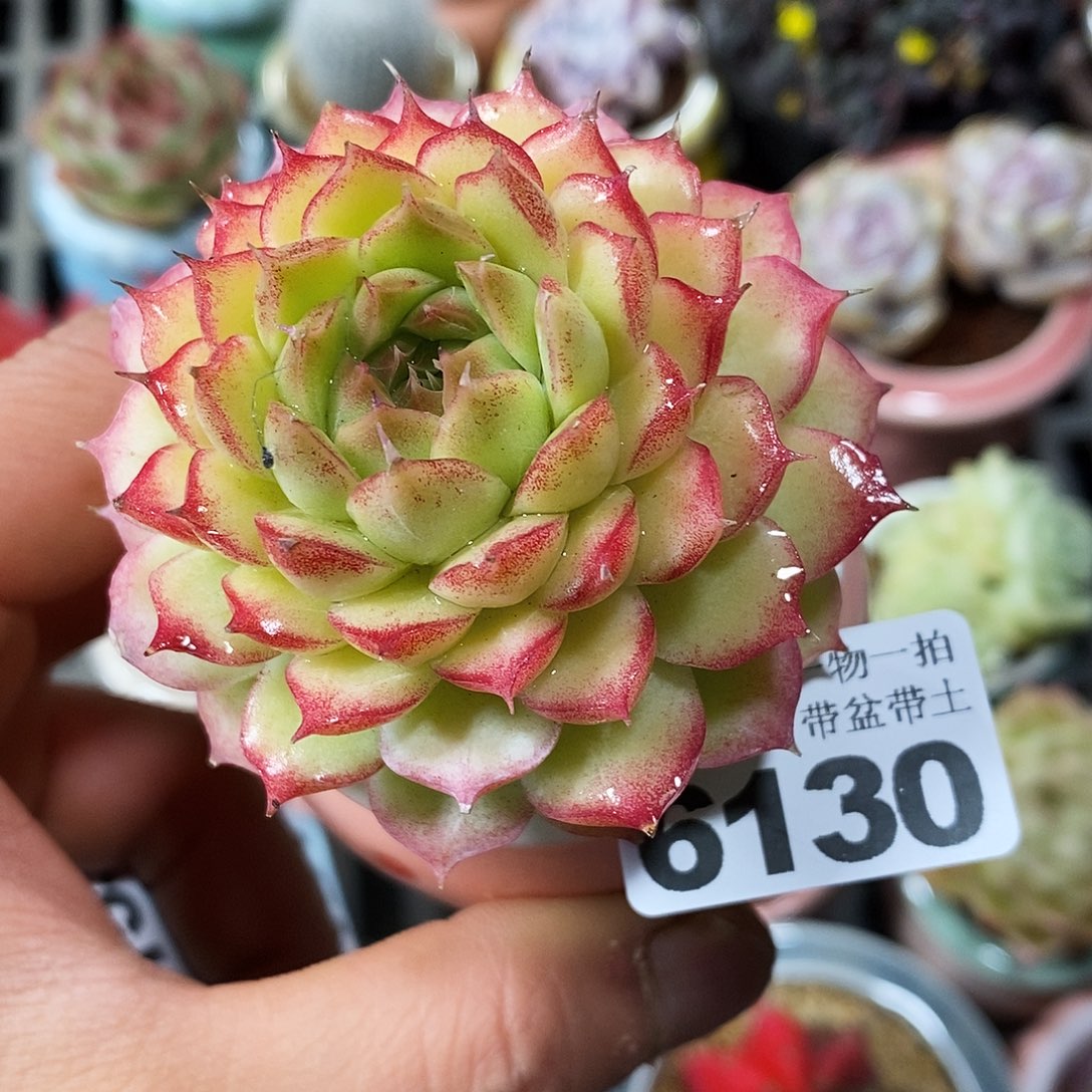 精控多肉植物6130